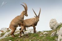 Kozorozec horsky - Capra ibex - Alpine Ibex 7717